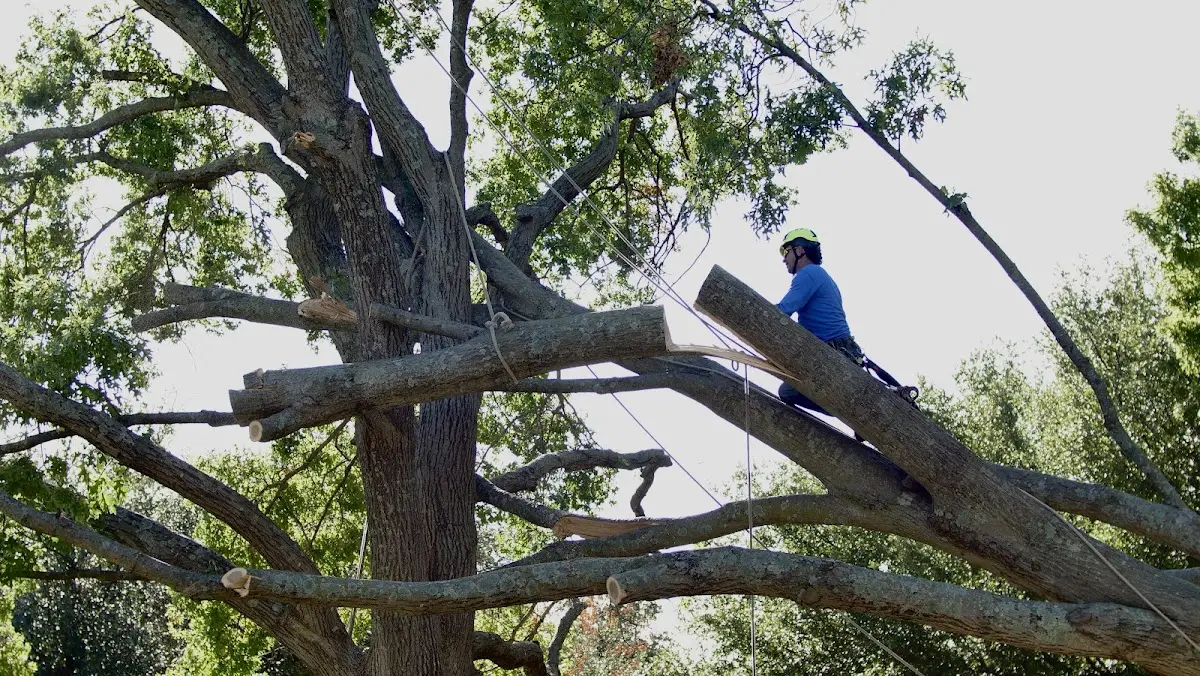 Professional Crown Thinning performed by certified arborists in North Springfield