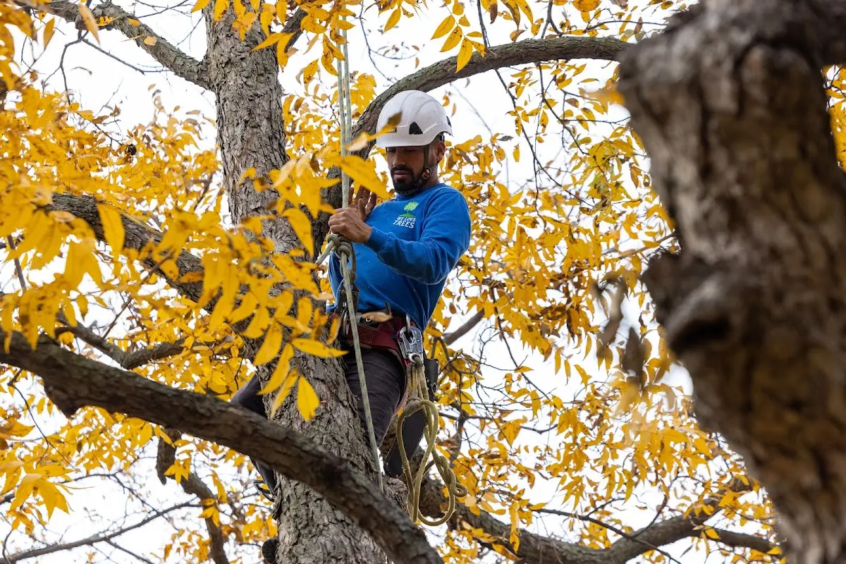 Skilled Tree Planing crew working in North Springfield