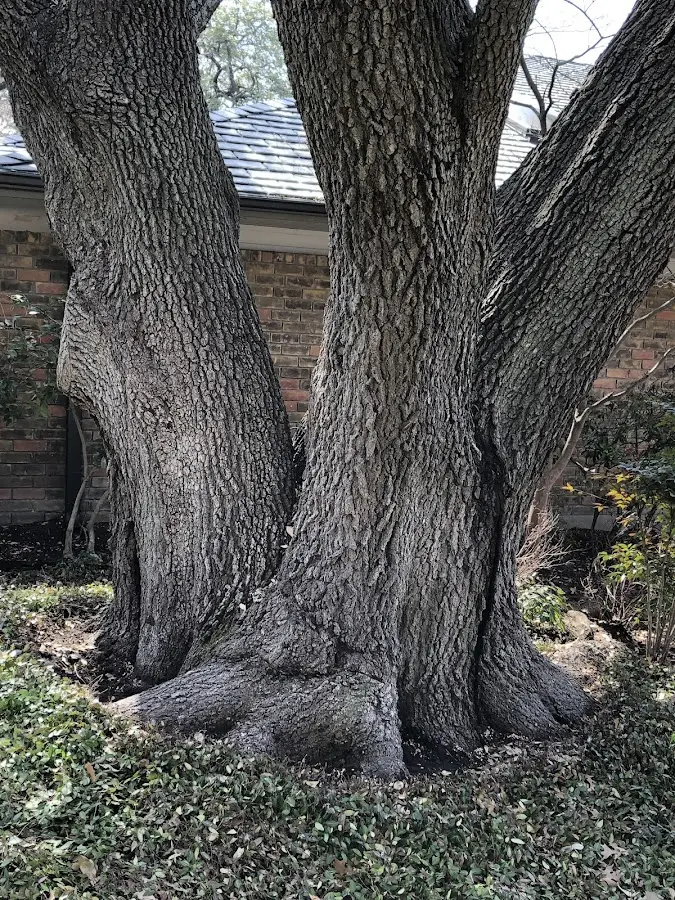 Mature heritage tree close to a North Springfield property cared for by certified arborists