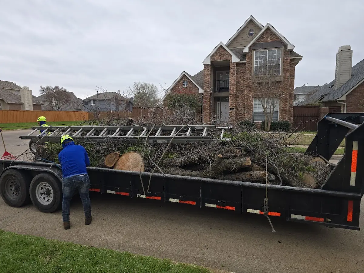 Expert Tree Removal with proper safety equipment in North Springfield